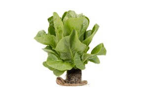 RABELLO RZ product photo