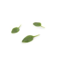 PARAKEET RZ F1 (51-715) product photo
