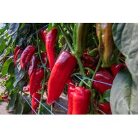 BALCANICA RZ F1 product photo