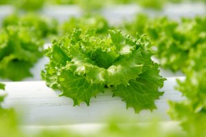 Lettuce Seeds | Oak leaf | KRISTINE RZ | Rijk Zwaan Africa