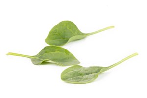 KINKAJOU F1 (51-SL371) product photo