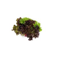Salatriomix 6 (3x25tpc) product photo