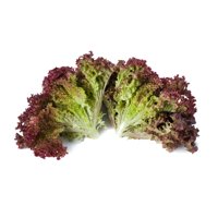 SATINE RZ (86-10) - Lettuce | Rijk Zwaan