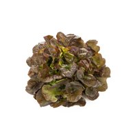 BELESAI (82-OA3191) Produktbild