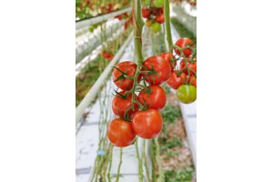 CURZIO RZ F1 product photo