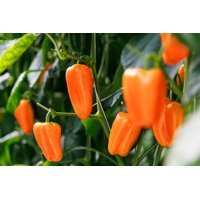 MITAYO RZ F1  product photo