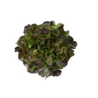 CALIBAI RZ  product photo