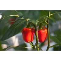 NAGANO RZ F1 (35-152) product photo