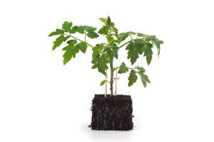 KRILIN RZ product photo