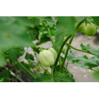 KAZINGA RZ F1 product photo