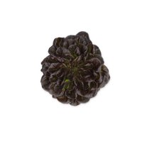 ABSOLON RZ product photo