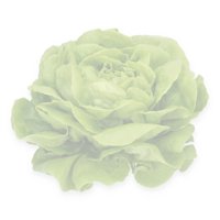 ORNELLA RZ (42-BU4078) product photo