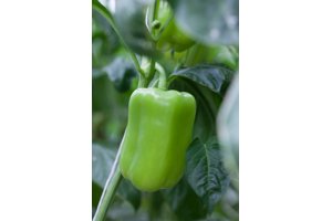 SYRTO RZ F1 product photo