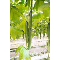 LOHENGRIN RZ F1 product photo