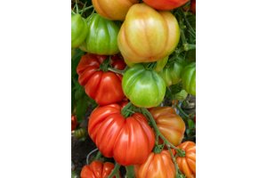 ARALDINO RZ F1 product photo