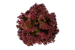 SATINE RZ product photo
