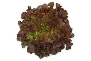 SUPRADAI RZ product photo