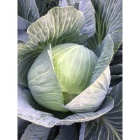 DULCIMA F1 (30-725) product photo