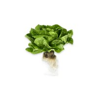 ALYSSA RZ (42-174) Knox™ - Lettuce | Rijk Zwaan