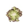 JERRICAN RZ (43-539) product photo view-3 S