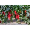 BALCANICA RZ F1 product photo view-3 S