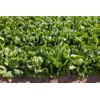 AZARONAS RZ product photo view-4 S