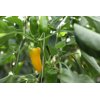 YELLOW ZUPPA RZ F1 Foto do produto view-3 S