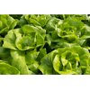 TRESLIA RZ (42-BU1911) product photo view-3 S