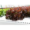 SUPRADAI RZ (82-OA3465) Knox™ product photo view-2 S