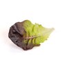 VECELLIO RZ (79-ML2872) Knox™ product photo front S