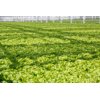 KIRIBATI RZ  product photo view-5 S