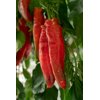 PALERMO RADIUS RZ F1 product photo view-4 S