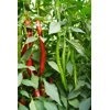 天寻1663(37-BU1663)Tanshu 1663 product photo view-3 S