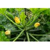 LEONARIS RZ F1 (23-GC5573) product photo view-3 S