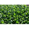 DIBBLER RZ F1 product photo view-3 S