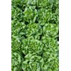 HALEWYN RZ product photo front S