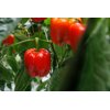 LAVREYSEN F1 (35-BR1728) Produktbild view-3 S