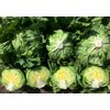 NEVANAS RZ (45-IC4317) product photo view-4 S