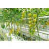 SOTOLIMON RZ F1 product photo view-3 S