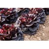 HIRST RZ product photo front S