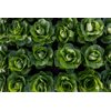 SAMPEDRO RZ product photo view-4 S