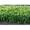 Дейволт RZ Фото товара view-5 S