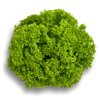 LOZANO RZ product photo front S