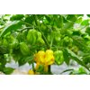 LOLEZA RZ F1  product photo view-3 S