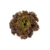 SCAMANDER RZ (44-CL5001) product photo front S