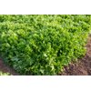 CHAPMAN RZ product photo view-3 S