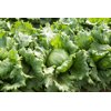 45-474 RZ (FINLANDIA RZ) product photo view-2 S