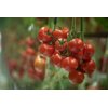 MONDICIA RZ F1 product photo view-4 S