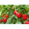 NESBITT RZ F1 (35-189) product photo view-2 S