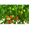 MAWENZILI RZ F1  product photo view-4 S